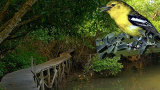 Terapi suara asli alam hutan bakau dan suara burung liar