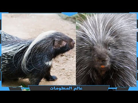 النيص الحيوان الشائك صاحب الدفاع القوي يختلف عن القنفذ و يجدد اشواكة دائما عالم المعلومات