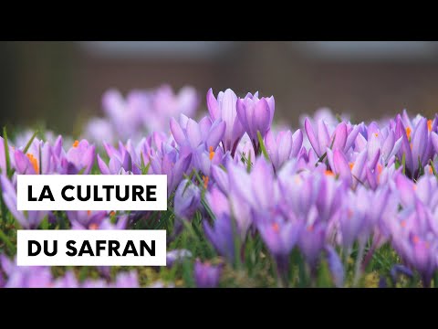 Vidéo: Cultiver du safran : comment faire pousser des bulbes de crocus au safran
