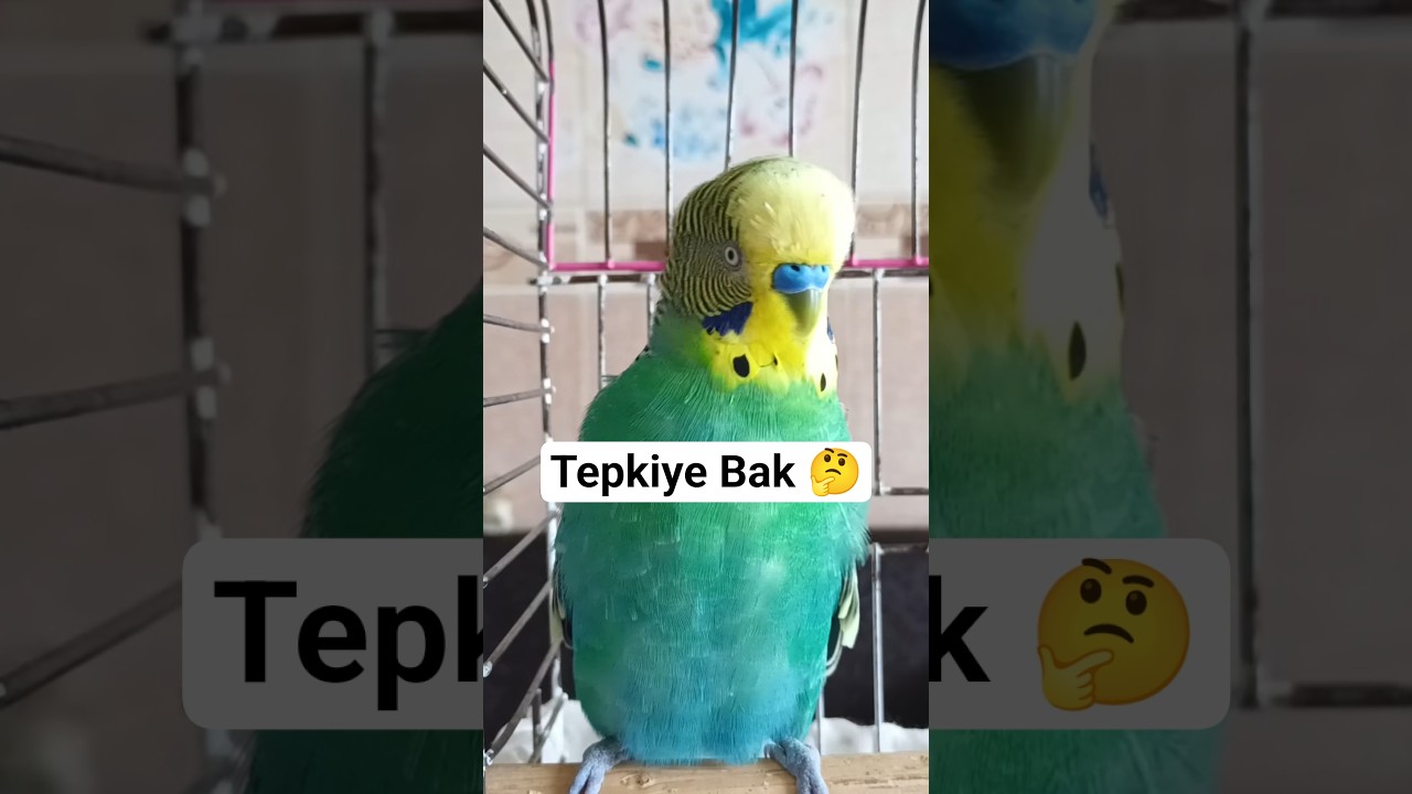 Kuş Sahipleri Bunu Denemeli #birds #muhabbetkuşu #talkingparot #budgies #parrot #parakeet