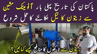 Olive oil Extraction in Chakwal Pakistan | Olive oil benefits | Olive oil Farming in Pakistan