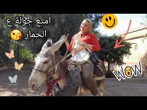 نزلت الغيط عند عمي وركبت الحمار قضيت يوم النهاردة كلو ضحك وفرفشة نزلت الغيط عند عمي وركبت الحمار قضيت يوم النهاردة كلو ضحك وفرفشة
