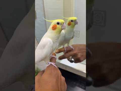 تصفير كروان    اكسبلور   كروان كوكتيل طيور