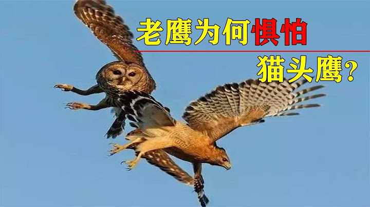 猫头鹰还能捕食老鹰？老鹰如此凶猛，为何难逃魔掌？ - 天天要闻