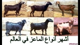 أشهر أنواع الماعز في العالم * The most famous goats in the world