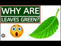 Why leaves are of green color ? पत्तियों का रंग हरा क्यों होता है ?