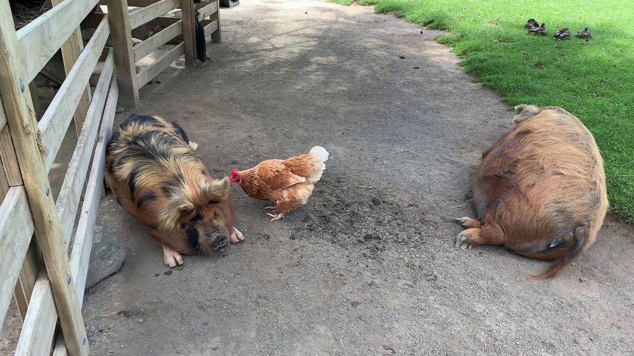 chickens and pigs together, friends or enemy? YouTube