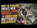 Why is Punjab India’s New Wildlife Crime Hotspot? | Zubeen Garg Butterfly Discovered!