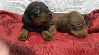 #dachshund Tatiana x Alexander babies