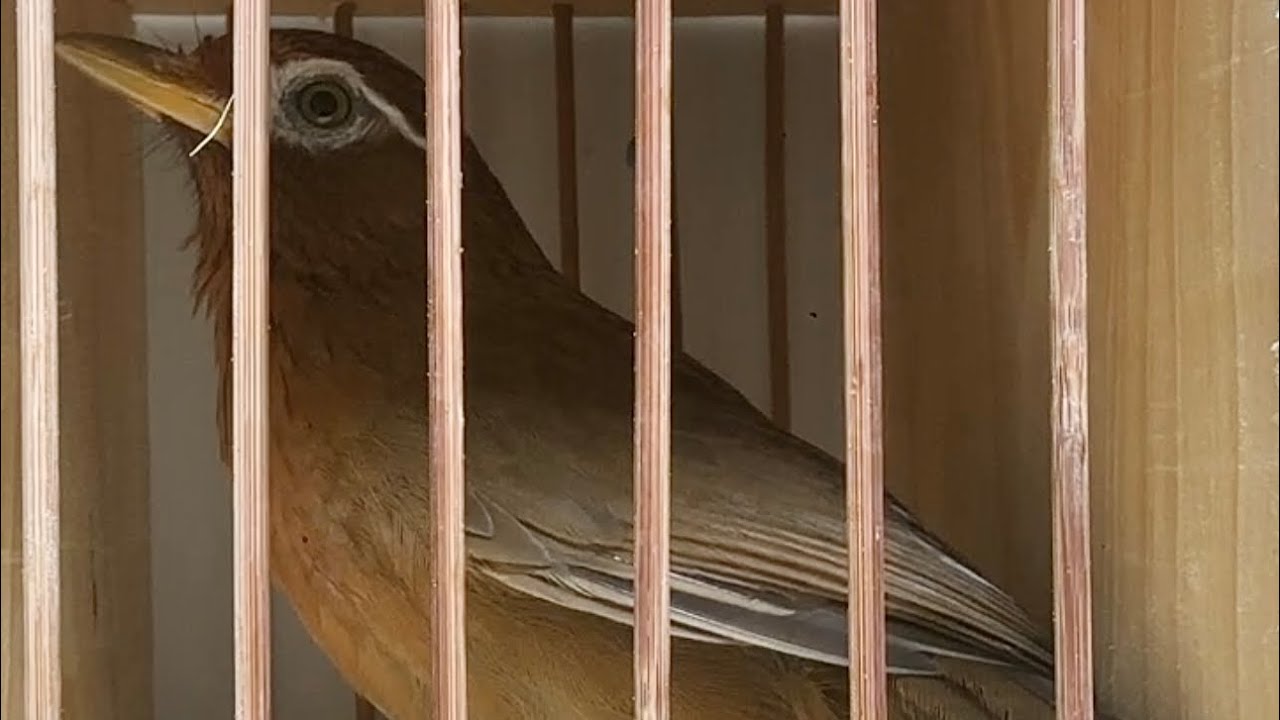 1/1;mở bát đầu năm hàng hiếm 77gam ae sưu tầm ☎️0989908405