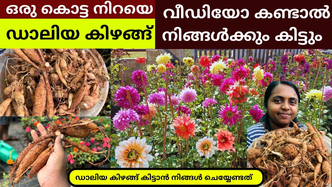 ഡാലിയ കിഴങ്ങ് വേണോ ❤️ നാടൻ ഡാലിയ കിഴങ്ങ് എടുക്കാം | Wayanadan Touch Garden Dahlia Tuber Sale #Dalia