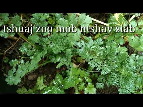 Video: Mob Ntshav Siab Vim Raug Khub Laus Ntshav Hauv Cov Dev