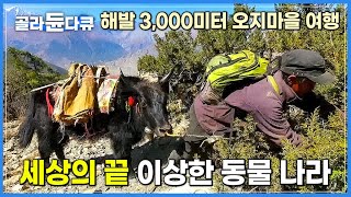 세상의 끝에서 만난 신기한 동물 따라 해발 3,000미터 오지마을 여행하기│네팔의 숨겨진 왕국, 무스탕│히말라야│세계테마기행│#골라듄다큐