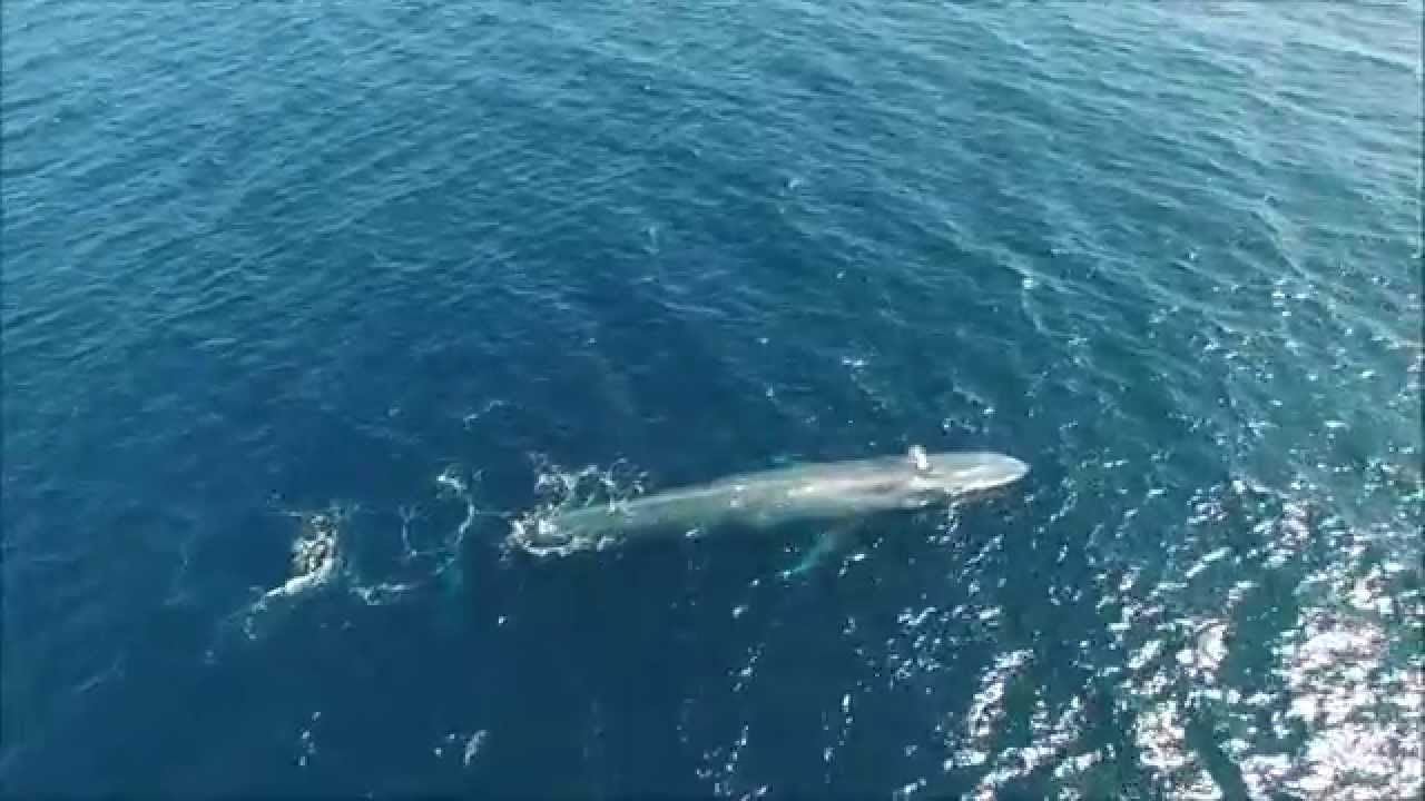 camera iphone 8 plus apk blue whales point dume