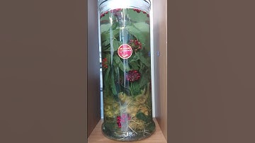 Bình rượu Sâm Ngọc Linh ngâm 2 tuần cho khách lên màu đỉnh😘#samngoclinh #ngamruoumaithanh