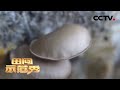 《田间示范秀》平菇市场需求巨大 如何种植打开财富大门 20200725 | CCTV农业