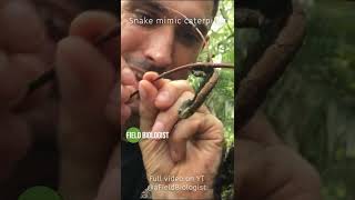 Snake Mimic Caterpillar