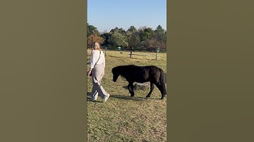 Thumbnail of Miniature horse liberty #horse #minihorse