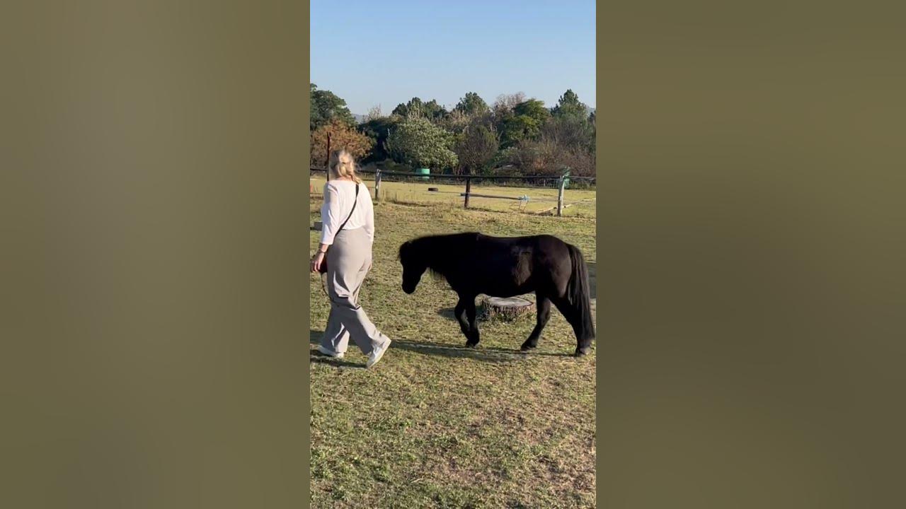 Miniature horse liberty #horse #minihorse