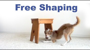Dog Tricks tutorial- Crawl Under Free Shaping