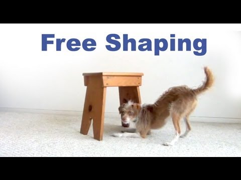 Dog Tricks tutorial- Crawl Under Free Shaping