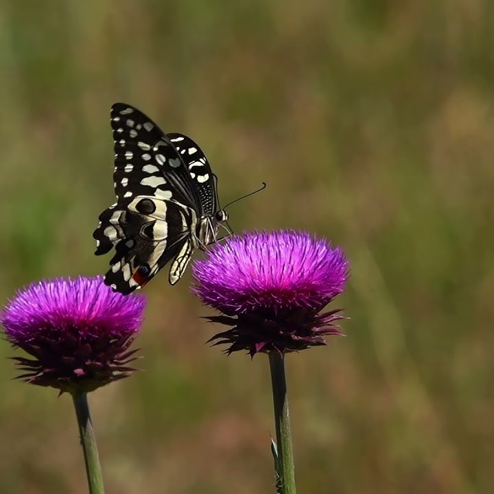 The wonder of nature. #shorts #addonationalpark #butterflies #flowers