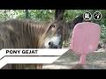 De ezel uit Oss krijgt haar pony terug | Even Tot Hier | Seizoen 15