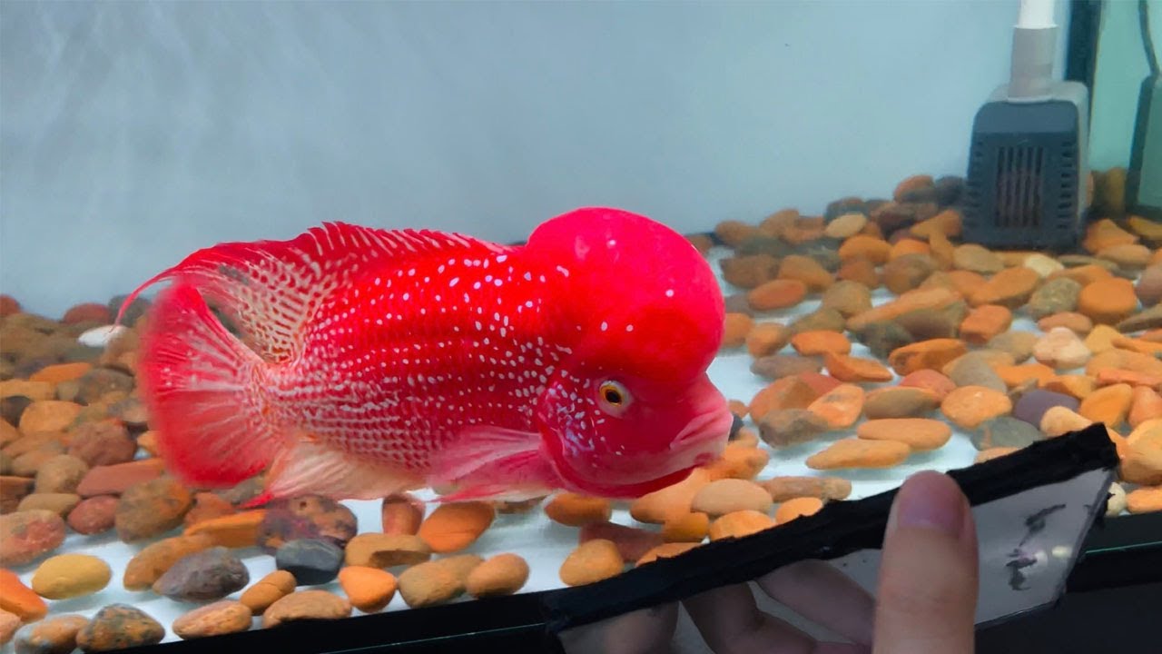 Beautiful flowerhorn and super red  flowerhorn aquarium