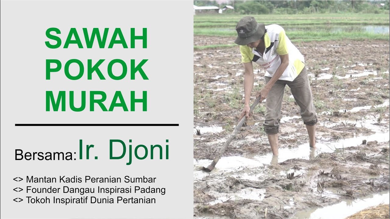 DANGAU INSPIRASI : SAWAH POKOK MURAH (1)