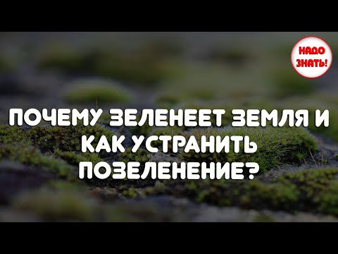 Почему зеленеет земля и как устранить позеленение?