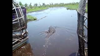 Airboat Tours by Arthur, Big Al, 12 footer