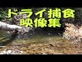 2018.5.20　ドライフライに魚が喰い付く瞬間に拘った動画と、移動中の林道でヒグマが一瞬林道脇に現れました緊張の映像