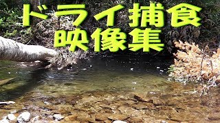 2018.5.20　ドライフライに魚が喰い付く瞬間に拘った動画と、移動中の林道でヒグマが一瞬林道脇に現れました緊張の映像