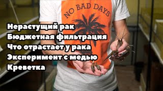 видео: Нерастущий рак, бюджетная фильтрация, что отрастает у рака, эксперимент с медью, креветка картинка: Нерастущий рак, бюджетная фильтрация, что отрастает у рака, эксперимент с медью, креветка