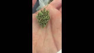 2018 uk outdoor better look at da harvest or half of 😉🔥