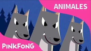 Animales Nocturnos | Animales | Pinkfong Canciones Infantiles