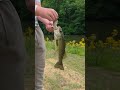 This Fishing Lure Looks TOO Real 😳🎣