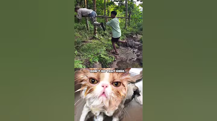 Don’t do that there 😂 #cat #memes #funny