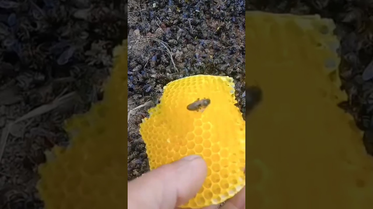Bees Extinction - YouTube