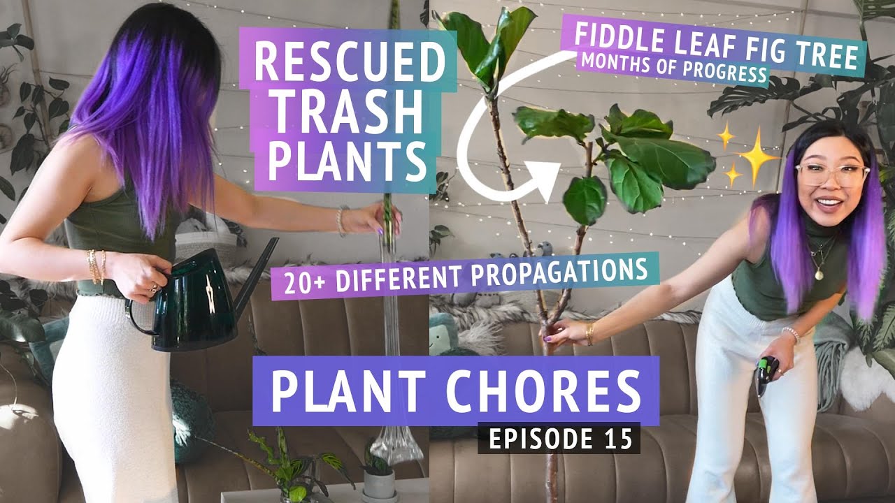 Rescuing Free Trash Plants! Philodendron, Alocasia, Peperomia, Sansevieria, Ficus, Dieffenbachia 🗑✨