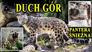 Skacze W Przepaść Za Ofiarą - Pantera Śnieżna - Ultra Drapieżnik