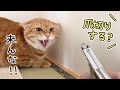 人間が嫌いな元野良猫に爪切りをした結果...