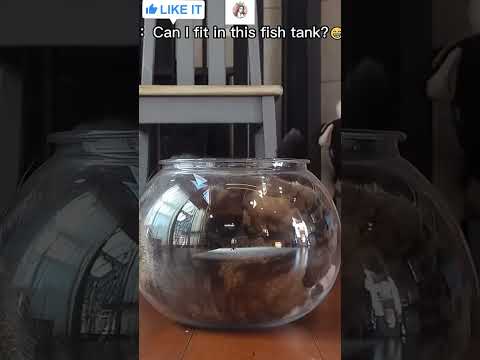 Extremely talented cats 🐱 #funny #cute #unfreeze girl