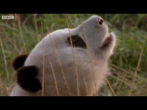 Funny Animals Talking For Sport Relief - Walk On t...