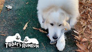 イタズラしたのに誰も気づかないのでジッと待っていたアランです　Great Pyrenees　グレートピレニーズ