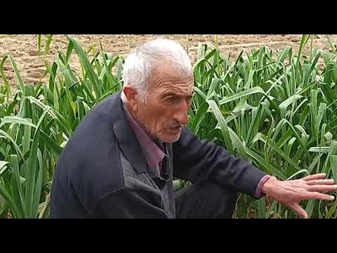 Video: Soğan Tozlu Küflə Mübarizə: Soğan Tozlu Küflə Mübarizə