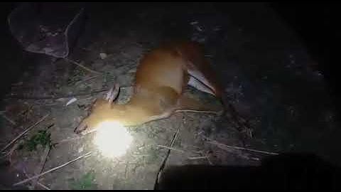 Mus zov qaib qus pws tuas laib ib tus kauv