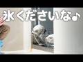 【鳥羽水族館】ラッコ🦦 食後の氷をおねだりするメイちゃんとキラちゃん