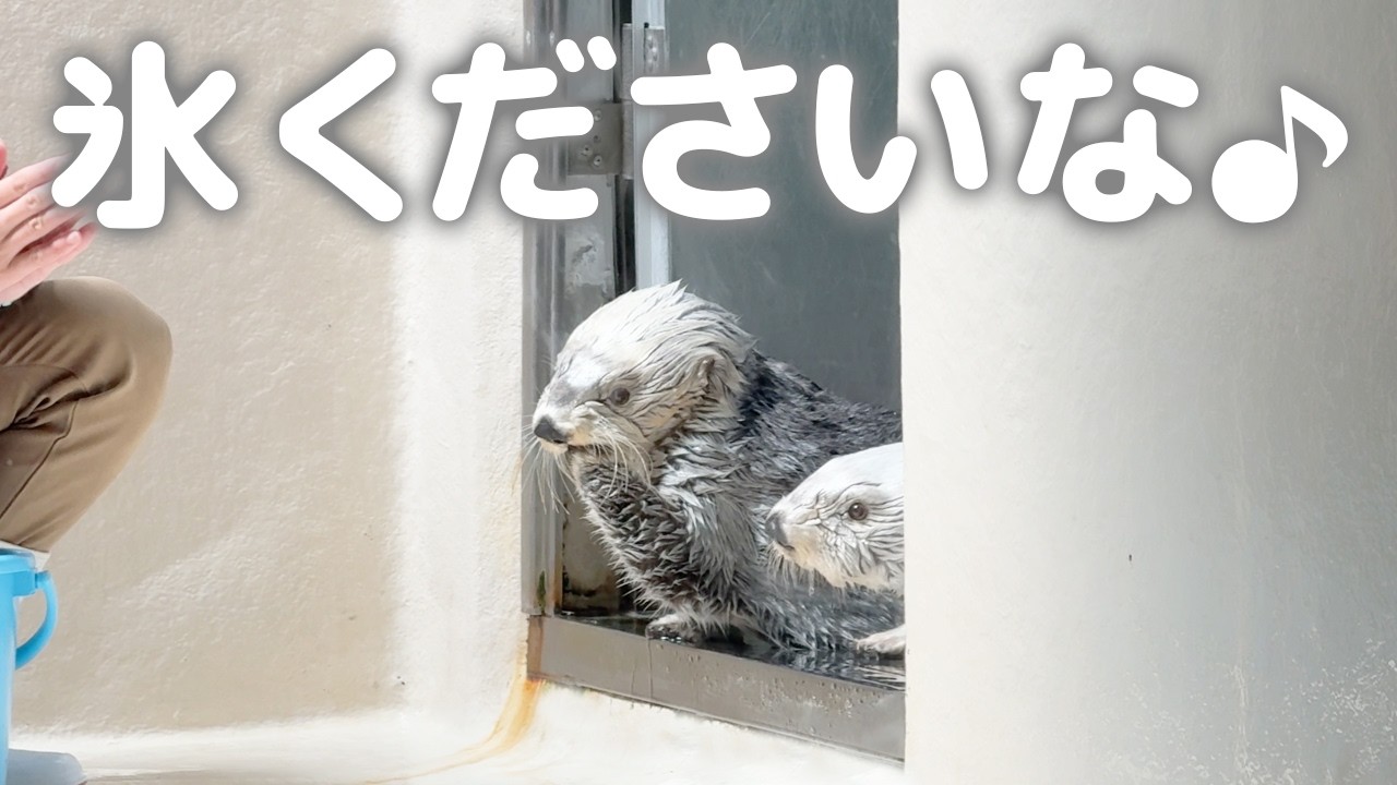 【鳥羽水族館】ラッコ🦦 食後の氷を頂戴しに来たメイちゃんとキラちゃん