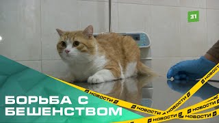 Обязательная вакцинация? В Челябинске стартовала кампания по борьбе с бешенством